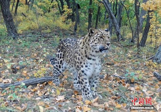 2025���ږ|��������(gu��)�ҹ��@�Ĕz�Ė|������(��ҕ��ý���D)