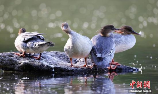 ���A��ɳ�����ԁ����w��ˮ��ʯ�^����Ϣ�����w��� �z