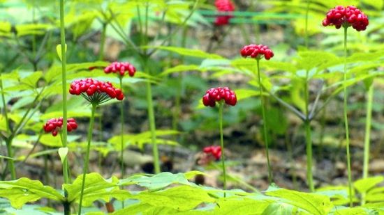 ��(gu��)���J(r��n)�C�����D�˅������ء���Ȧ